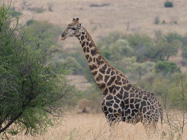 Giraffe (Giraffa camelopardalis)
